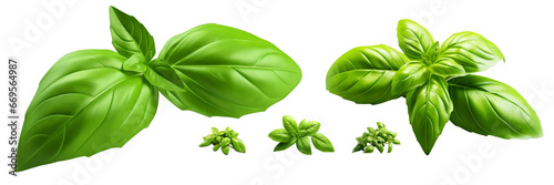 3d rendering close up Fresh organic basil leaves isolated on transparent background png. Top view. Flat lay. Sweet Genovese basil