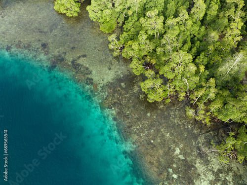 A lush mangrove forest grows on the edge of a limestone island in Raja Ampat  Indonesia. Mangroves help support the incredible marine biodiversity found in this remote  tropical region.