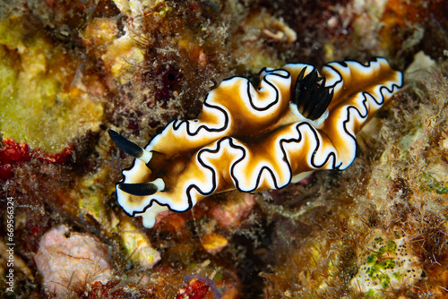 A colorful nudibranch, Glossodoris atromarginata, crawls across a reef in Raja Ampat, Indonesia. The coral reefs of this remote, tropical region support the greatest marine biodiversity on Earth. photo