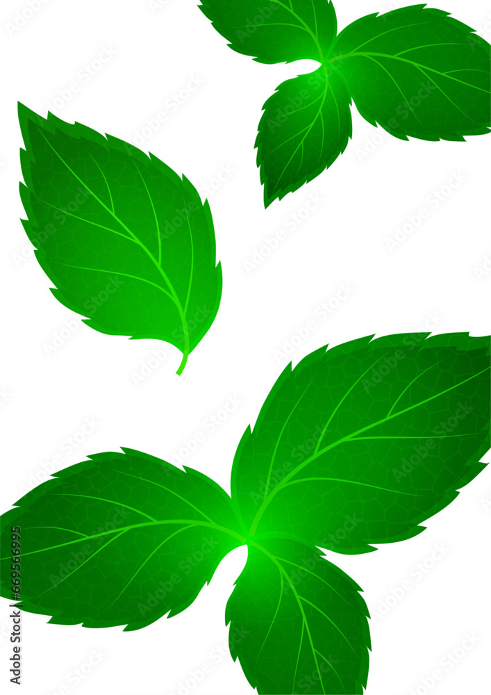 Realistic mint leaf on a white background. Freshness concept. Vector Realistic mint leaf on a white background. Freshness concept. Vector