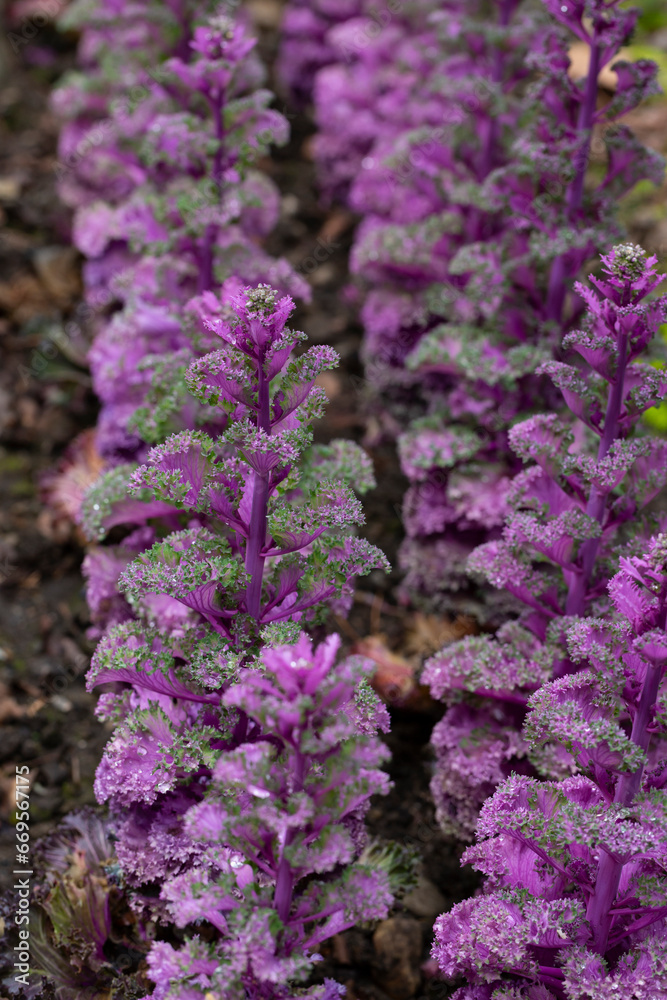 Bushes of Green-purple plants Brassica oleracea on a flower bed, close-up, selective focus. Ornamental cabbage (Brassica oleracea, syn Brassica oleracea var. acephala), Bushes of Green-purple plants Brassica oleracea on a flower bed, close-up, selective focus. Ornamental cabbage (Brassica oleracea, syn Brassica oleracea var. acephala),