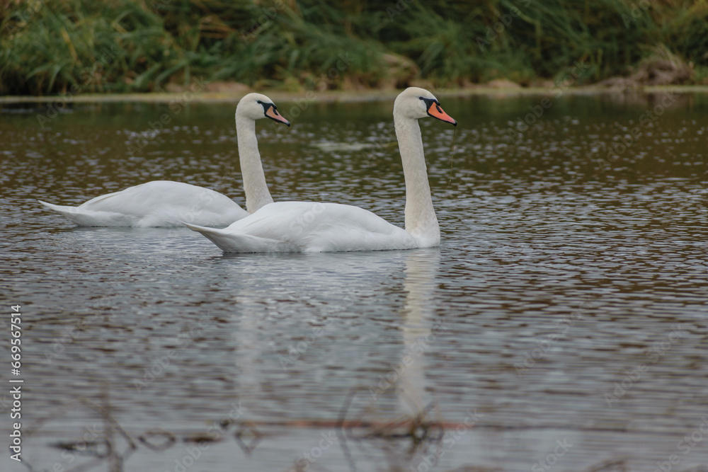 Obraz premium two swans on the lake