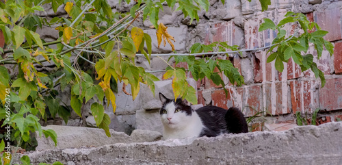 Czarno biały kot leży na szczycie betonowego murka na tle ceglanej ściany pod gałęzią klonu jesionolistnego(Acer negundo L.) w ostatnich dniach lata.