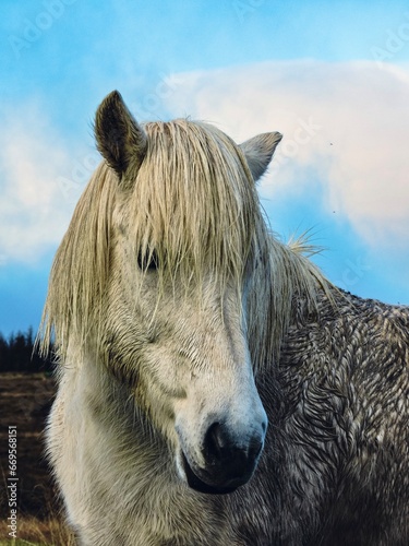 white horse in iceland 