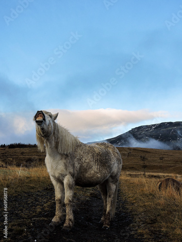 funny white horse in iceland 
