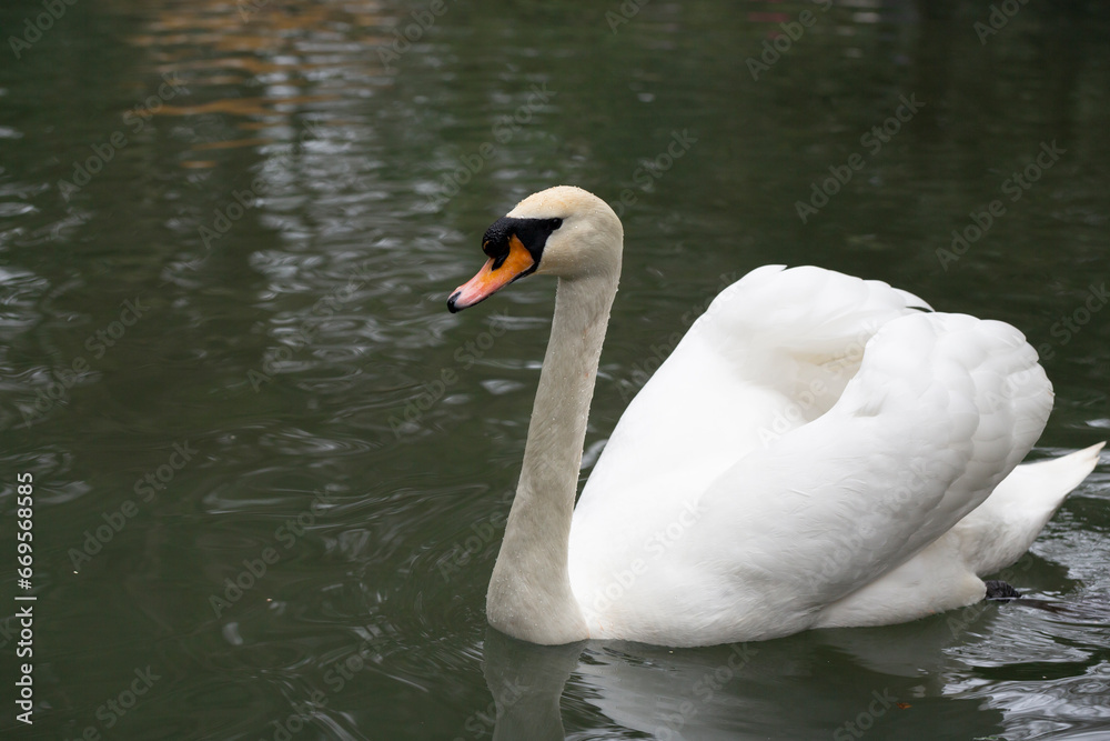 Naklejka premium White Swan on the Lake. Mute Swan (Cygnus olor) gliding across the Lake at sunset.