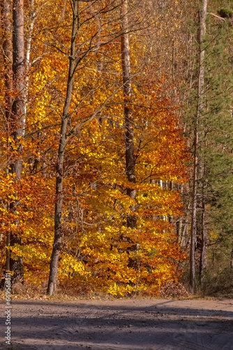 Drzewo o liściach barwy złota żółci i czerwieni. Drzewo oświetlone jesiennym słońcem w jesiennym anturażu w lesie w okolicach Ostrowca.