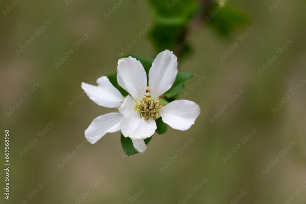 Exochorda grandiflora grows and blooms in the garden in summer Exochorda grandiflora grows and blooms in the garden in summer