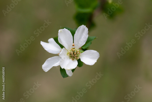Exochorda grandiflora grows and blooms in the garden in summer