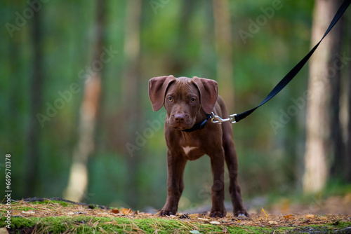 portrait of a puppy in the forest