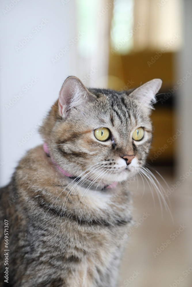 Adult Tabby Cat