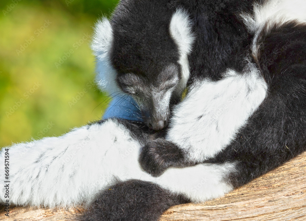 Obraz premium Endemic Black-and-white ruffed lemur