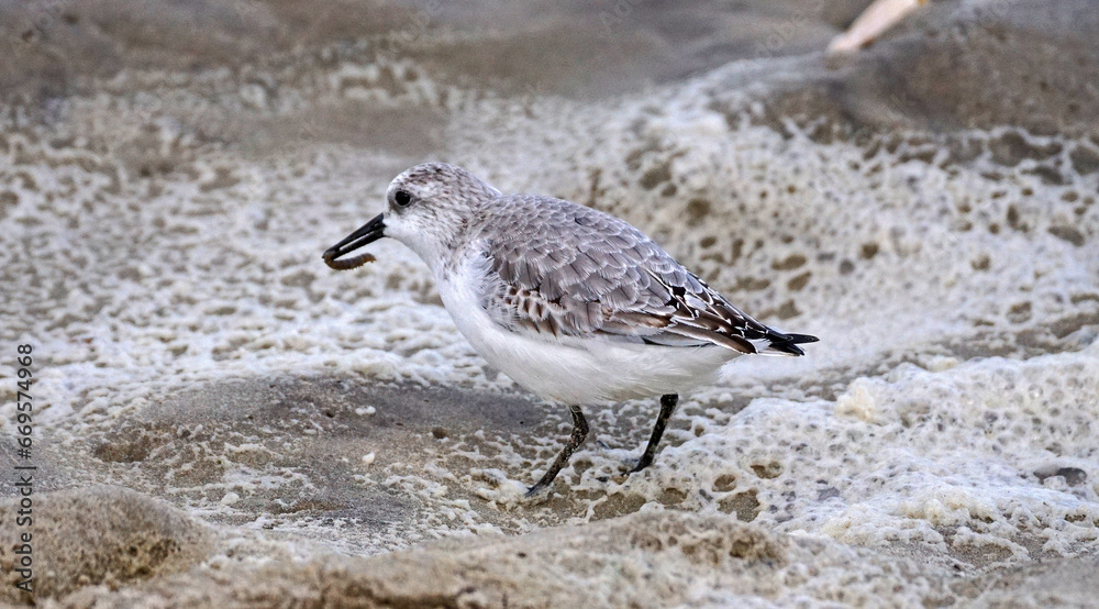 Obraz premium Sanderling