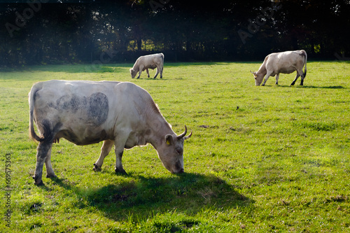 A herd of beef cattle graze on a pasture. Organic farming. Sosuvka village, South Moravia, Czech Republic.