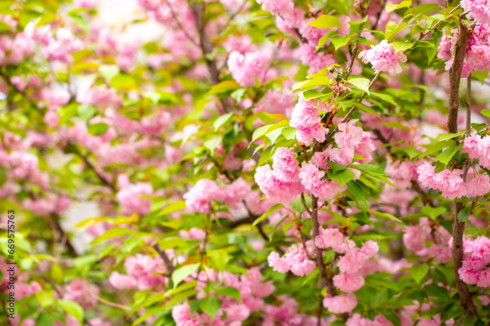 Sakura. Cherry blossom, branches with flowers sway in the wind. Pink flowers of the sakura tree. Spring landscape with flowering trees. Beautiful nature on a sunny day.