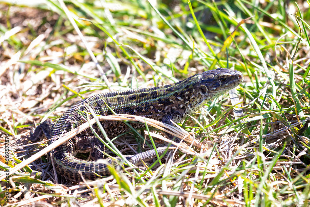 small green lizard in the grass small green lizard in the grass