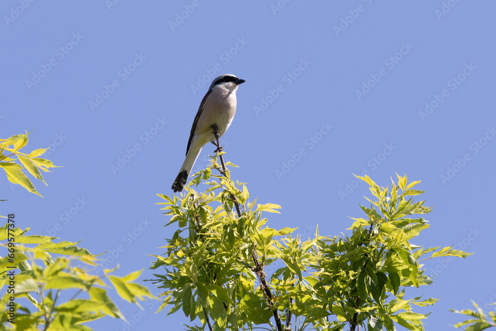 Great gray shrike sitting on a tree branch against a blue sky Great gray shrike sitting on a tree branch against a blue sky