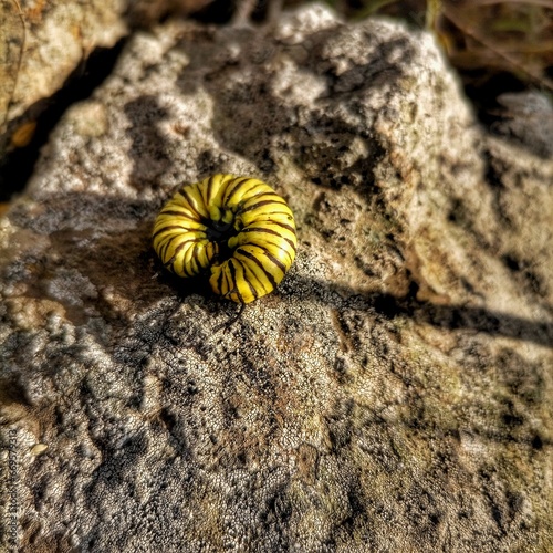 oruga