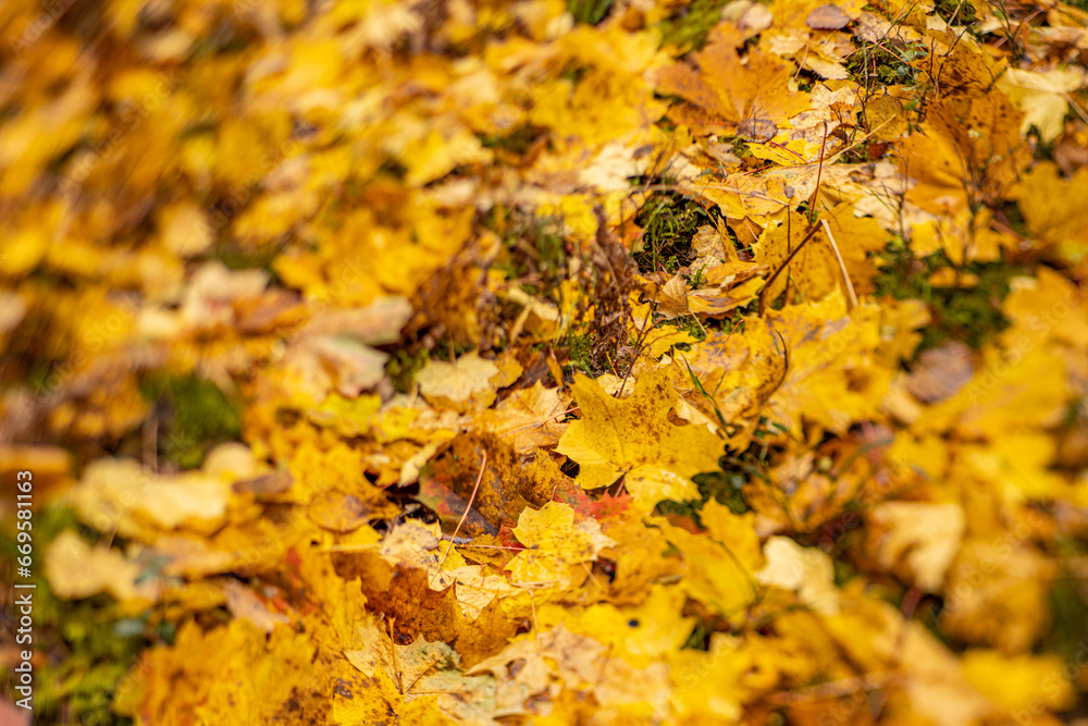 Golden Autumn Foliage in Forest: Close-up of Yellow Leaves with Bokeh. Golden foliage in a forest. Bokeh, close-up, macro. Yellow leaves, autumn beauty.