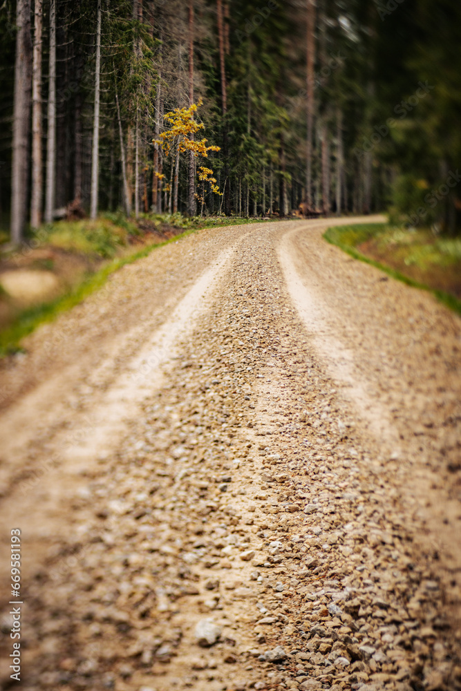 Tranquil Autumn Journey Through Woodland. Tranquil woodland path through autumn forest, journey into rural countryside. Grated forest road