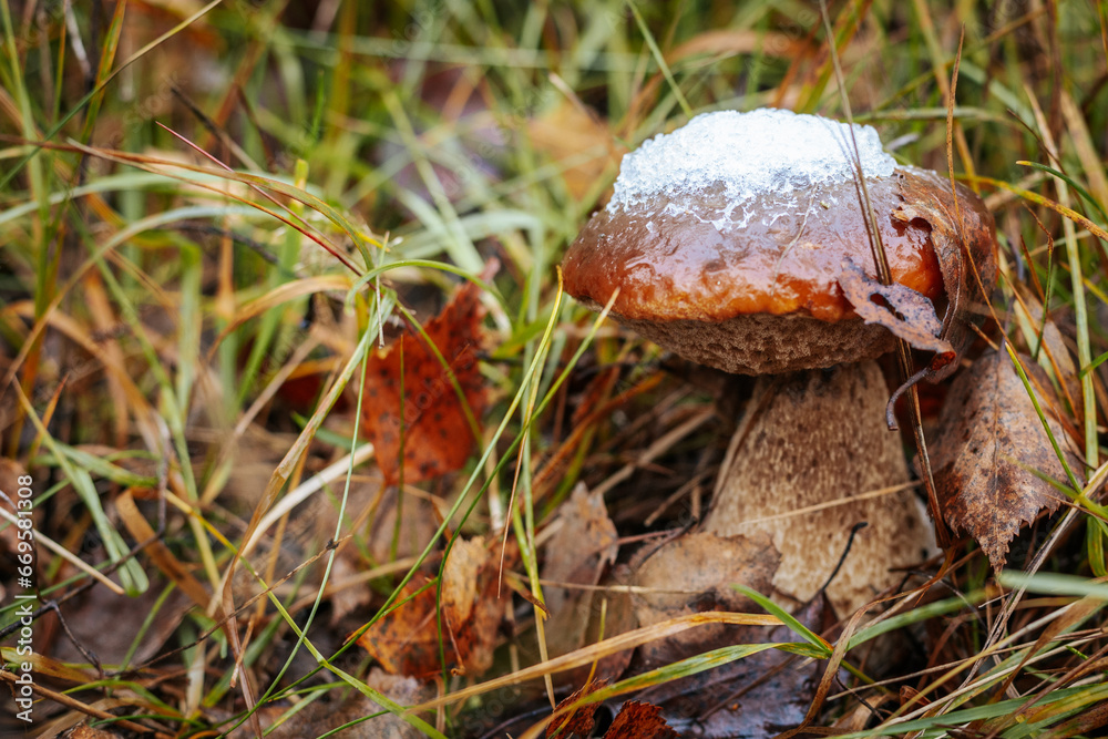 Boletus under the snow. Mushroom Growth in Autumn: Macro Close-up of Fungus on Vegetable Plant Boletus under the snow. Mushroom Growth in Autumn: Macro Close-up of Fungus on Vegetable Plant