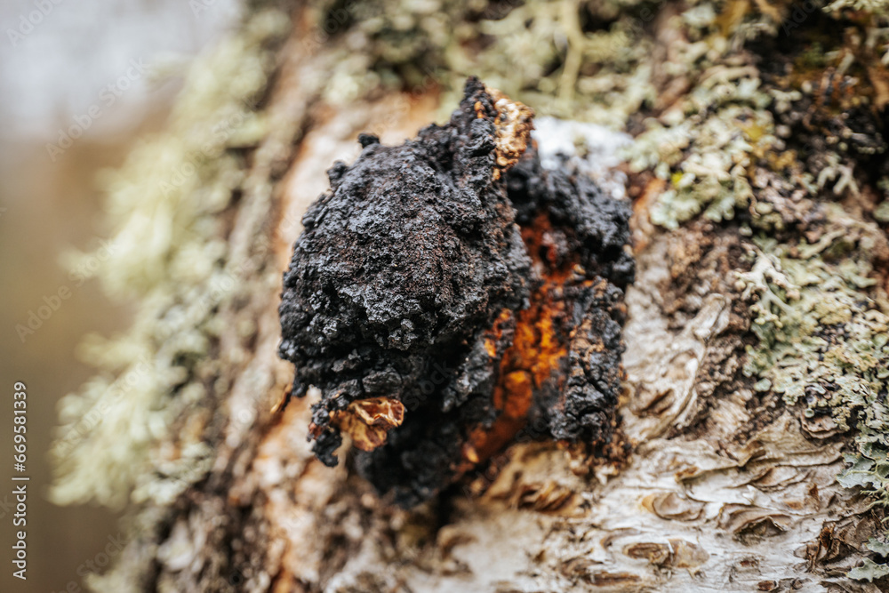 Medicinal mushroom Chaga on a birch trunk Medicinal mushroom Chaga on a birch trunk
