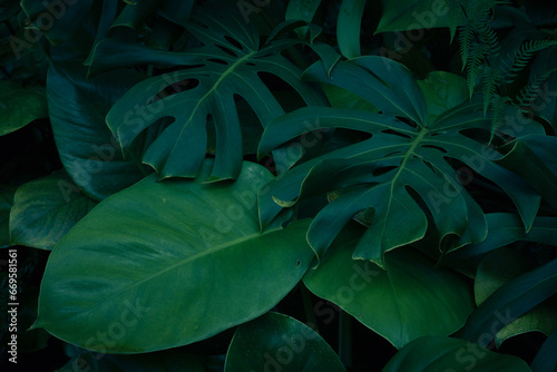 Tropical palm leaves and plants on dark background 