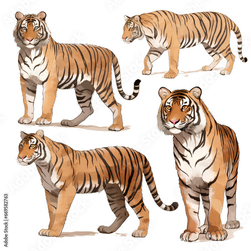 Collection of Indian tigers on transparent background PNG