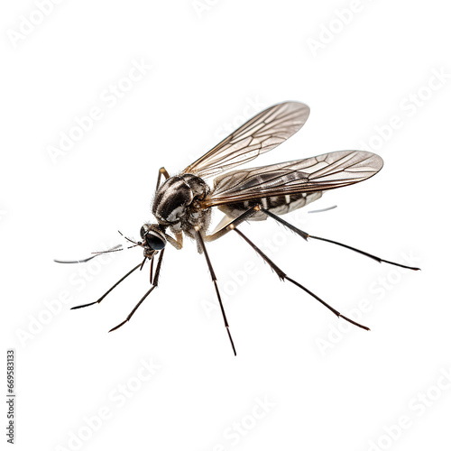 Aedes mosquitoes are vectors of malaria on PNG transparent background.