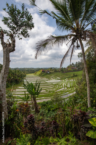 Rice terraces in the evening light. Beautiful green rice terraces overlooking the countryside. View of the rice terrace in Blimbing and Pupuan  Bali