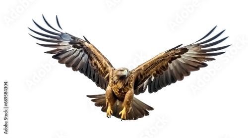 golden eagle in flight © PNG for U