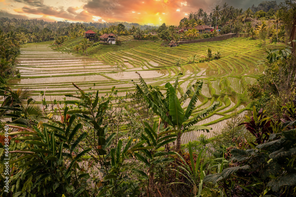 Rice terraces in the evening light. Beautiful green rice terraces overlooking the countryside. View of the rice terrace in Blimbing and Pupuan, Bali