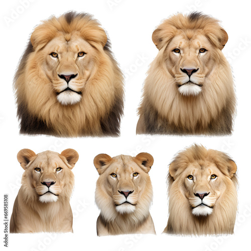 Collection of lions on transparent background PNG