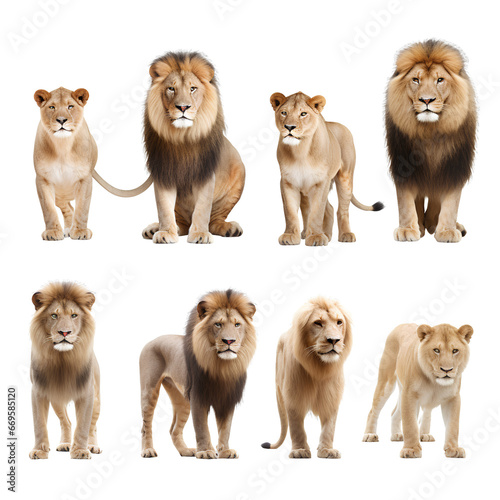 Collection of lions on transparent background PNG