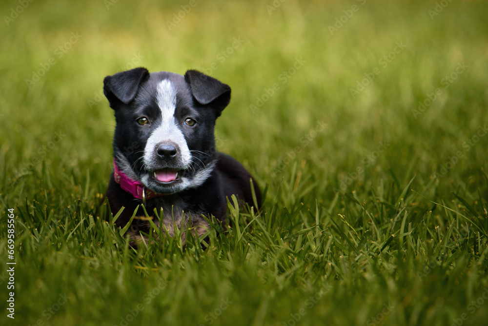 Puppy of an Australian Cattle dog in the grass