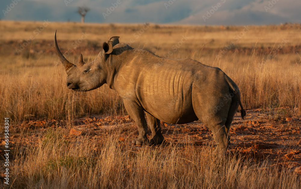 Fototapeta premium White Rhinoceros Cow - Ceratotherium simum