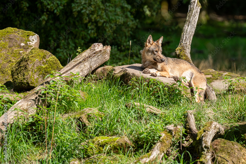 Loup