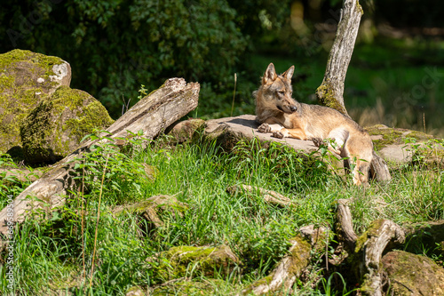 Loup