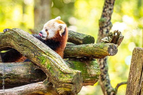 panda roux