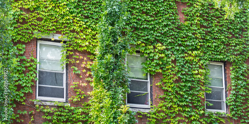 House wall covered with grape ivy, Boston, MA, USA