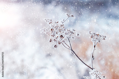A snow-covered branch of a dry plant in a meadow during a snowfall