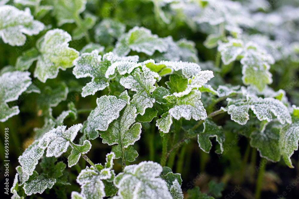 Green leaves covered with white frost, early winter Green leaves covered with white frost, early winter