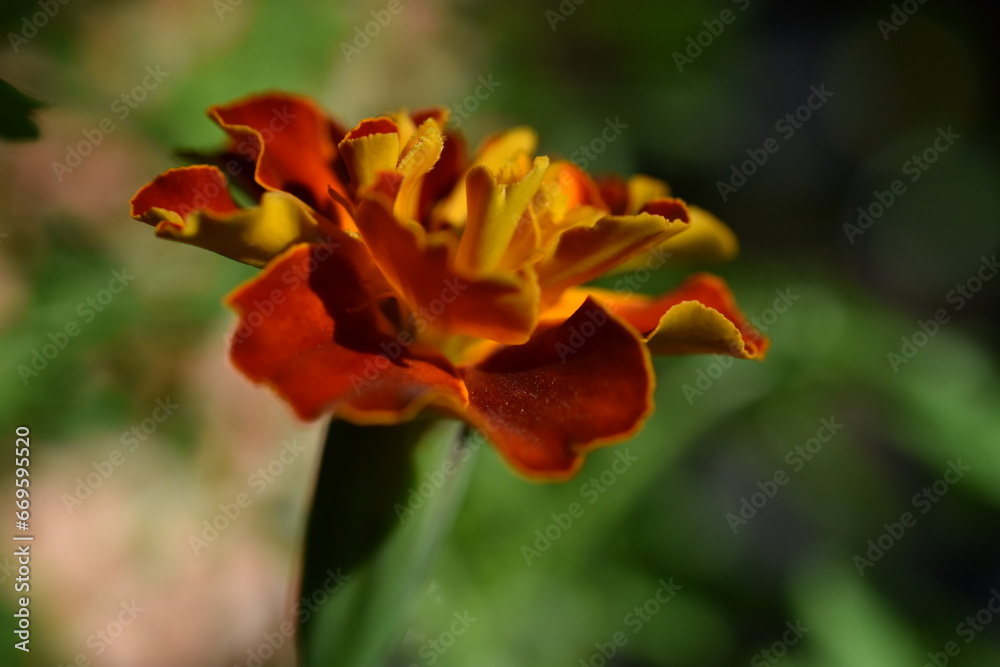 French Marigold flower (tagete patula 