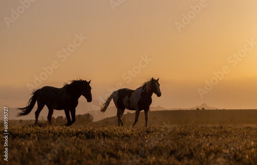 Wild Horses at Sunset in the Utah Desert © natureguy