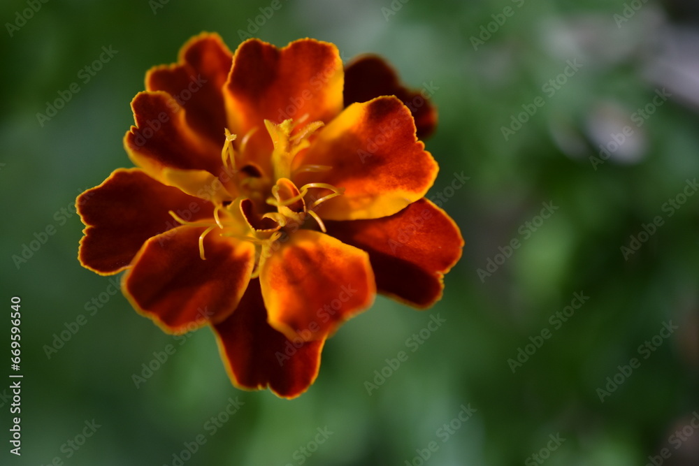 Obraz premium French Marigold flower (tagete patula 
