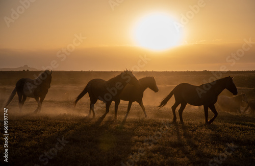 Wild Horses at Sunset in the Utah Desert