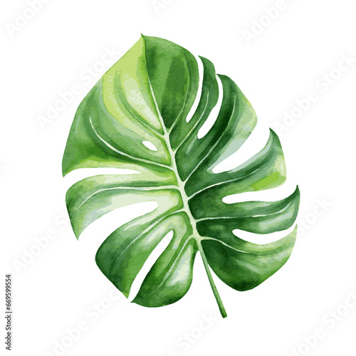 Green monstera plant leaf watercolor paint on white background for card decor