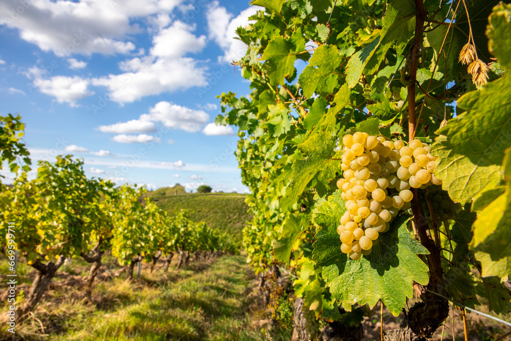 Grappe de raisin blanc en automne dans les vigne pendant les vendanges.