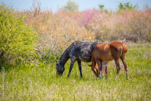 A herd of horses graze in the meadow in summer  eat grass  walk and frolic. Pregnant horses and foals  livestock breeding concept.