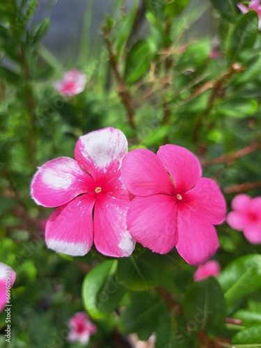 pink and white flower